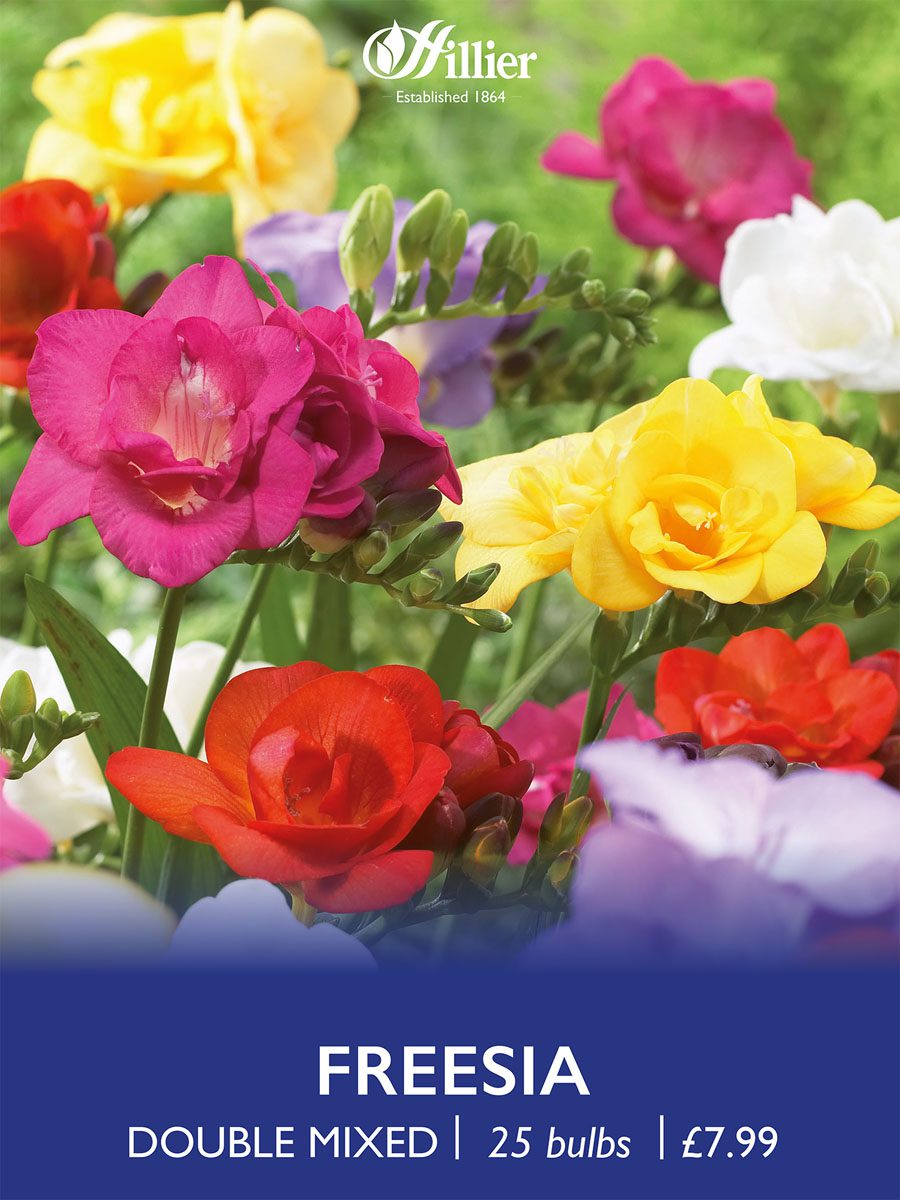 8718641970461 1 Freesia Double Mixed.jpg